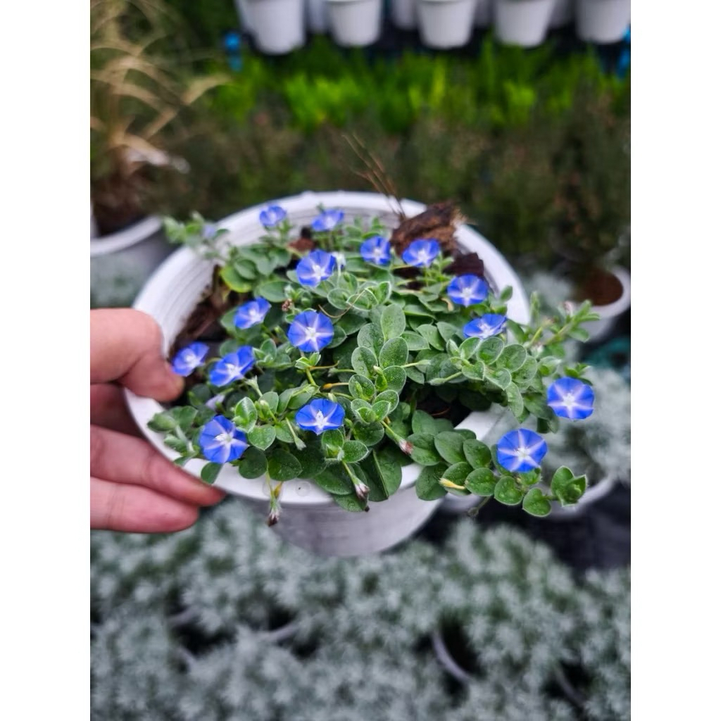 ต้นใบต่อก้าน Morning glory ไซส์6นิ้ว กระถางขาว