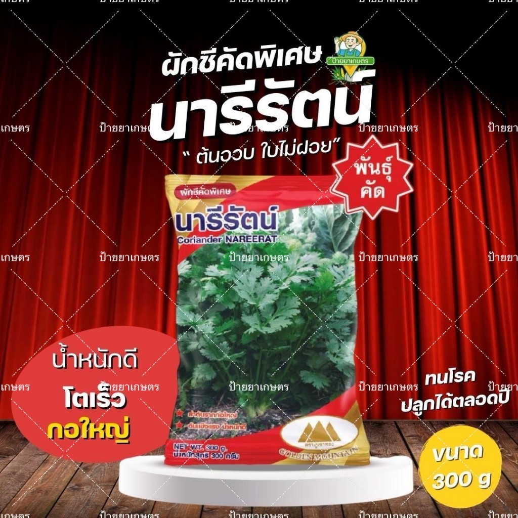 ผักชี นารีรัตน์ 300 กรัม ตัวดังยอดนิมยม กอใหญ่ น้ำหนักดี เมล็ดผักชี ต้นผักชี
