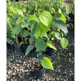 ต้นพริกไทย พริกไทยซีลอน ทำพริกไทยดำ/ขาวได้ ( สูง 50-70cm) รากแน่น พร้อมลงปลูก