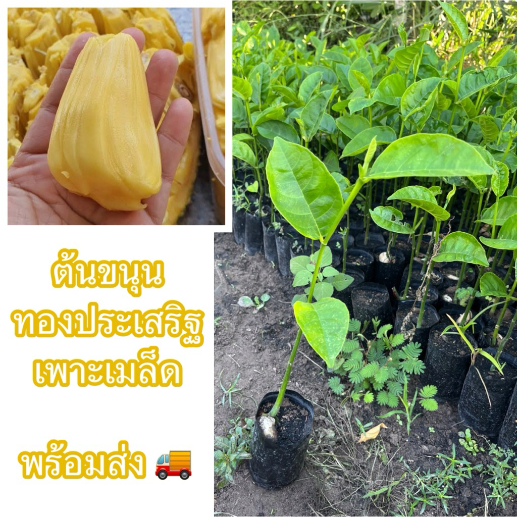 ต้นขนุนทองประเสริฐ เพาะเมล็ด (สั่งขั้นต่ำ 2ต้น)เนื้อสีทองน่ากินมาก เนื้อหนา เนื้อเยอะ หวานฉ่ำ เมล็ดเล็ก มีกลิ่นหอม
