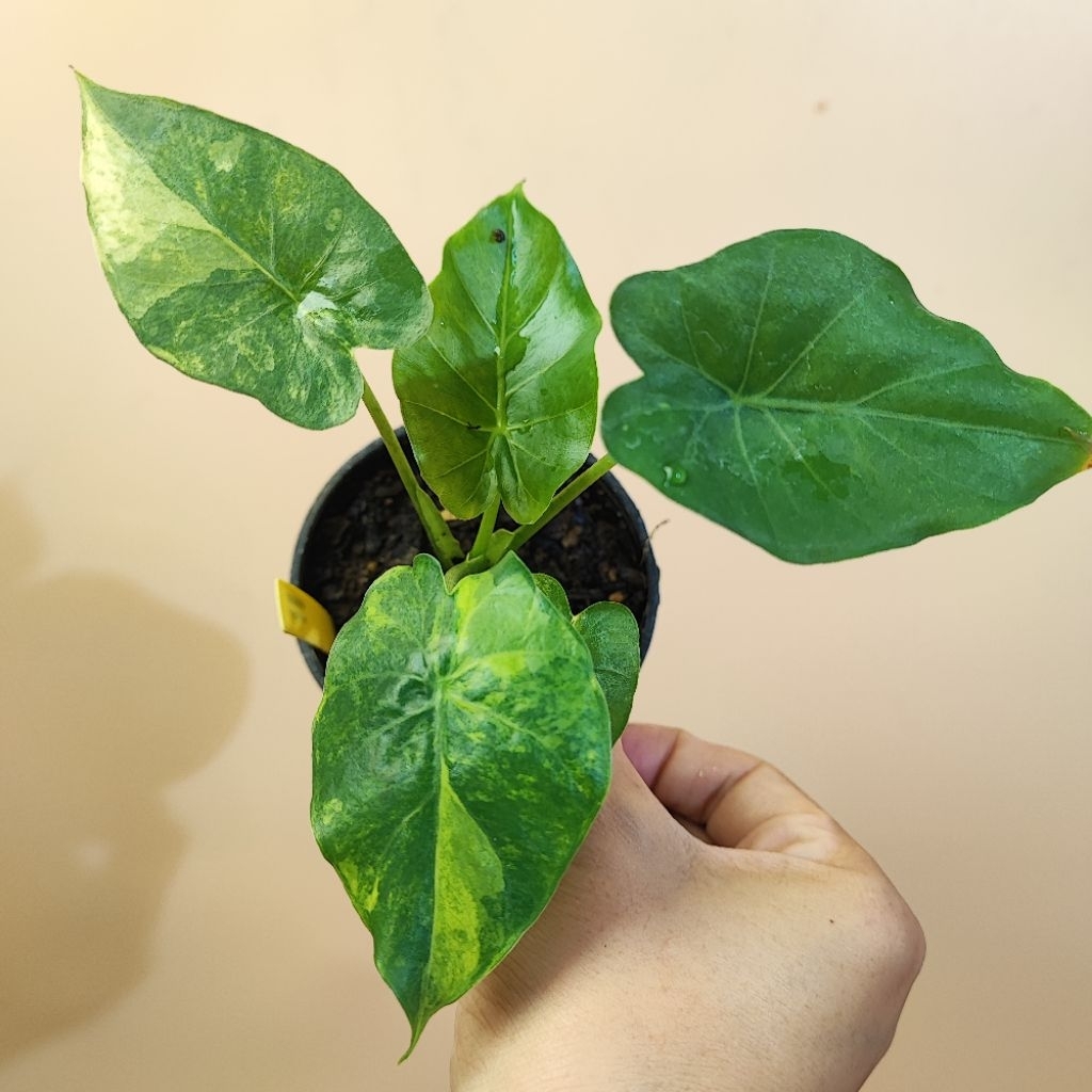 Alocasia gageana Aurea Variegated : บอนหูช้างด่างเหลือง ในกระถาง 8️⃣.5️⃣ นิ้ว . บอนหูช้างด่างขาวและบอนหูช้างด่างเหลืองมี