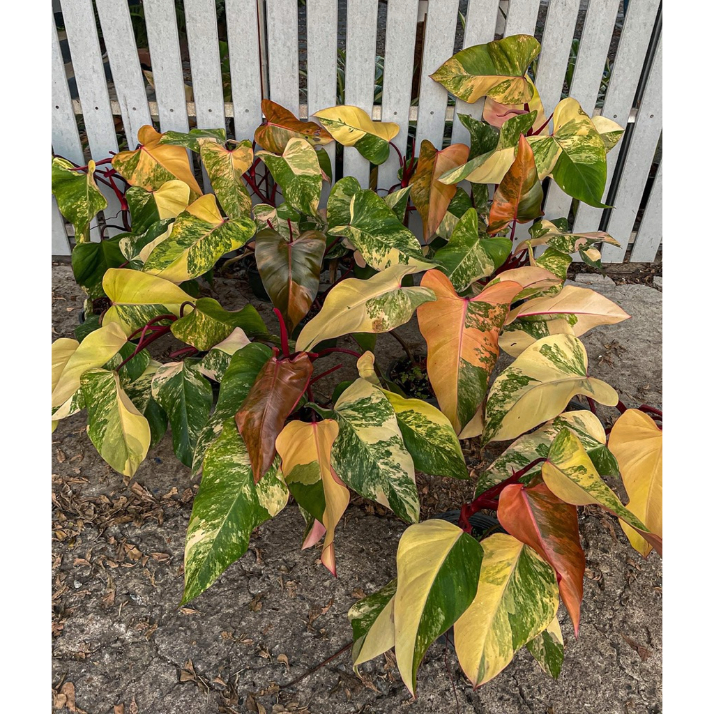 🔥สตรอเบอรี่เชค🔥" (Strawberry Shake)