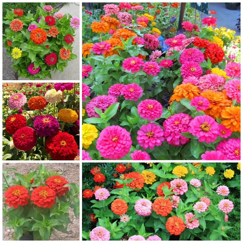 Zinnia Flower Seeds เมล็ดพันธุ์ดอกบานชื่น กลีบซ้อน คละสี 100เมล็ด Zinnia ต้นบานชื่นหลากสี