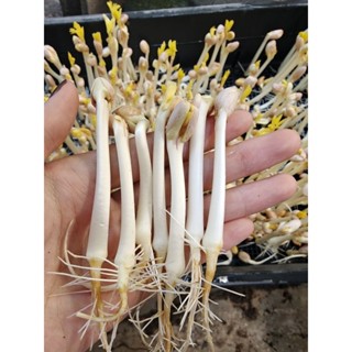 เมล็ดถั่วลิสง เพาะถั่วงอกหัวโต  (ถั่วลิสงขาว)ถั่วเก็บใหม่