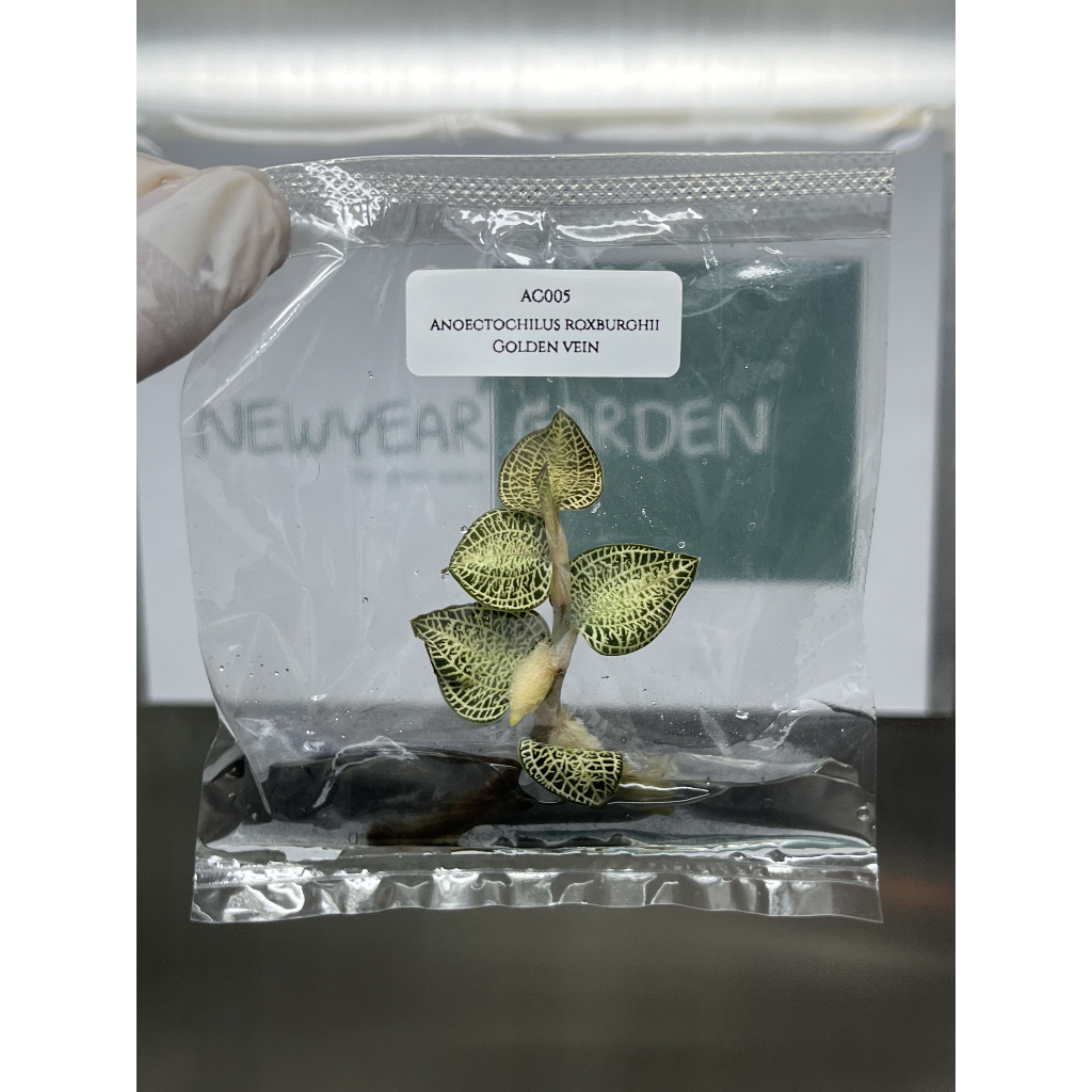 ไม้เนื้อเยื่อ: ว่านไหมนา เอื้องไหมนา: (AC002) Anoectochilus Roxburghii Tissue Culture (1 plant/bag)