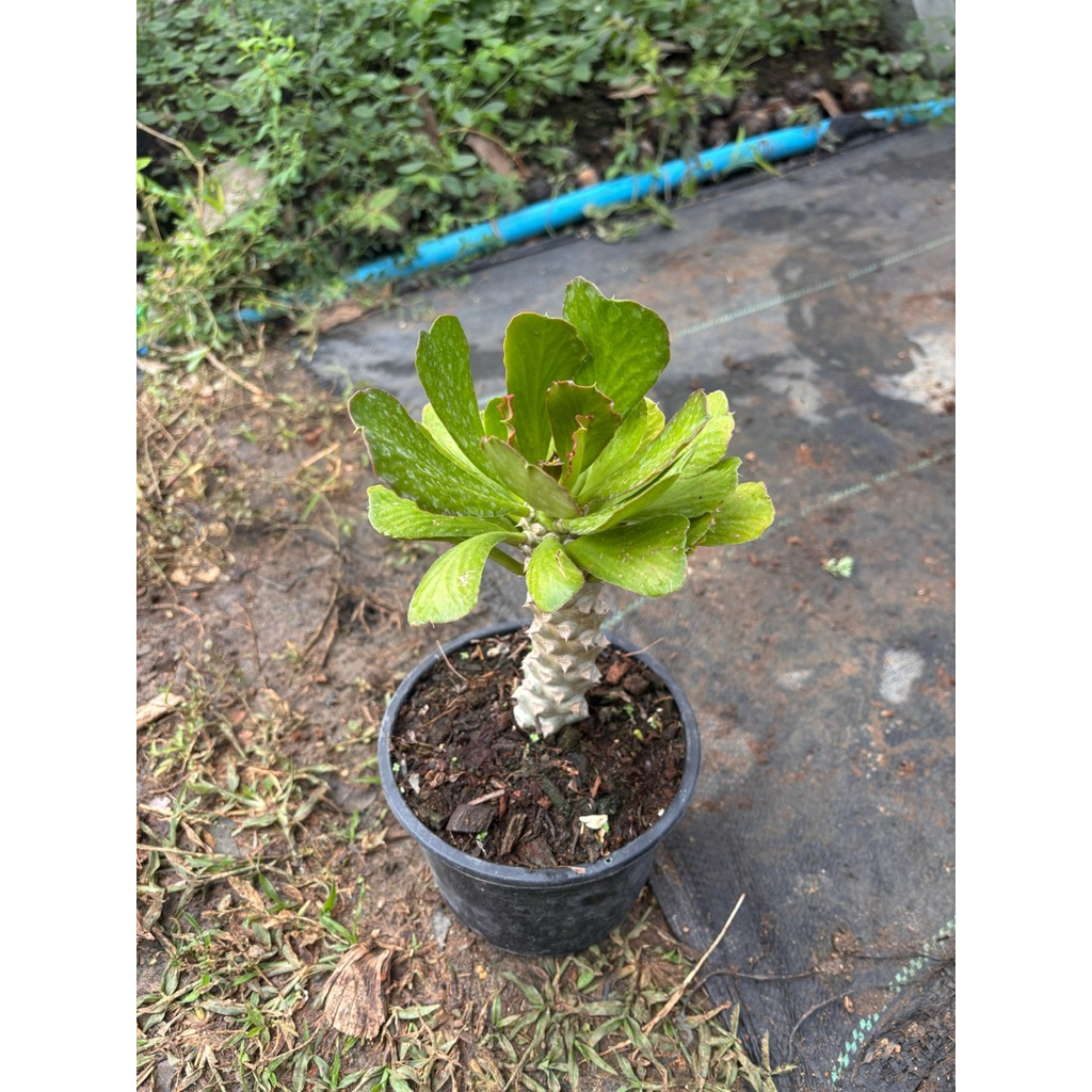 หัวใจนาคราชเขียวEuphorbia poissonii ต้นไม้อวบน้ำ​ สกุลยูโฟเบีย (Euphorbia)  เป็นต้นไม้ที่อยู้ในวงศฺกระบองเพชร​