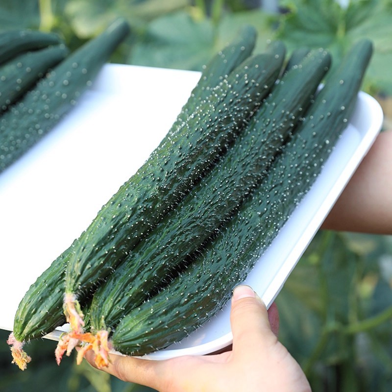 เมล็ดแตงกวาญี่ปุ่น เมล็ดพันธุ์แตงกวา High Yield Japan Cucumber Seeds for Sale (30 Pcs/pack) Green Cucumber Seeds Long - รูปที่ 2
