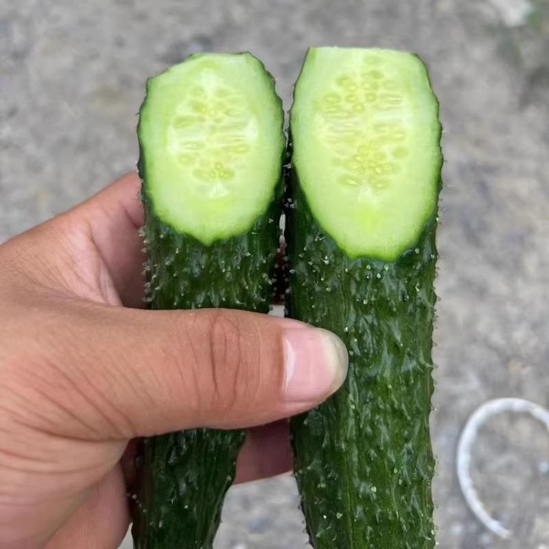 เมล็ดแตงกวาญี่ปุ่น เมล็ดพันธุ์แตงกวา High Yield Japan Cucumber Seeds for Sale (30 Pcs/pack) Green Cucumber Seeds Long - รูปที่ 3