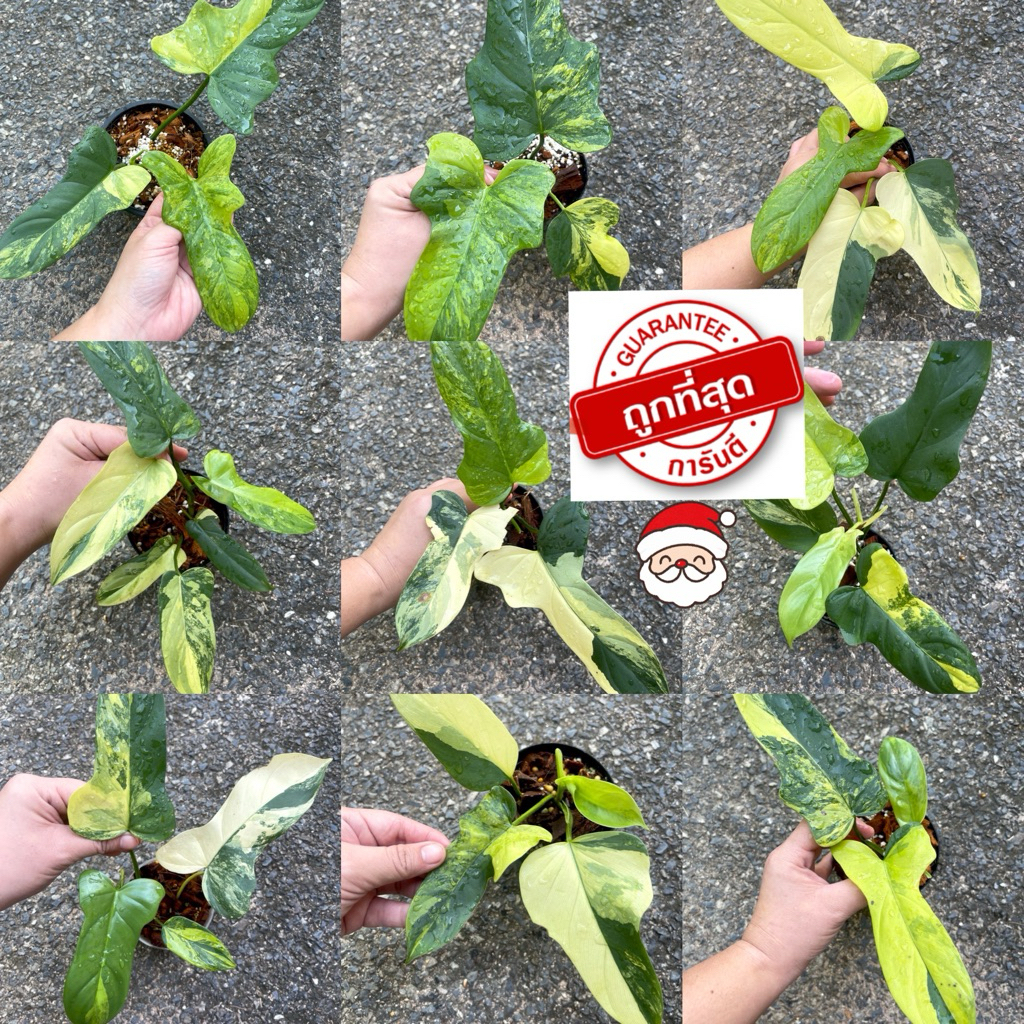 คัดด่างสวย ไวโอลีนด่าง 🌈💖 ฟิโลเดนดรอนไวโอลินด่าง philodendron violin variegated