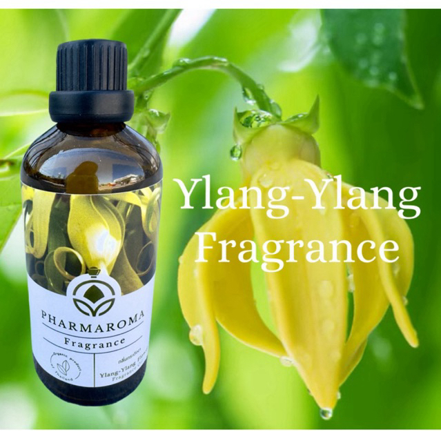 Ylang Ylang Fragrance oil น้ำมันหอมดอกกระดังงา กลิ่นกระดังงา กระจายหอมทั่วห้อง
