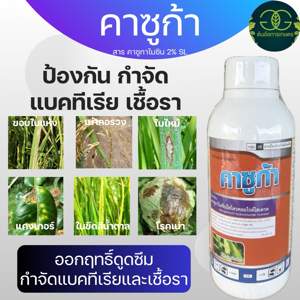 คาซูก้า รักษาโรค ใบไหม้ ใบส้ม ขอบใบแห้ง แคงเกอร์ ที่เกิดจากแบคทีเรีย คาซูกาไมซินไฮโดรคลอไรด์ ไฮเดรด 2% W/V SL