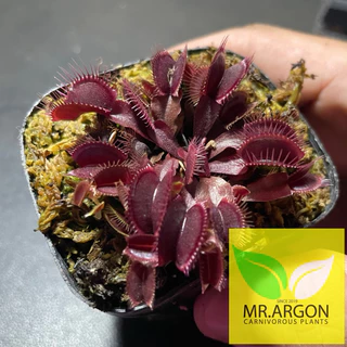กาบหอยแครงแดง (Dionaea muscipula) กระถาง 2 นิ้ว 3 นิ้ว และ 4 นิ้ว หลากหลายสายพันธุ์ "Venus flytrap"