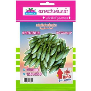 เมล็ดมะเขือเปราะลายมรกต ตราตะวันต้นกล้า