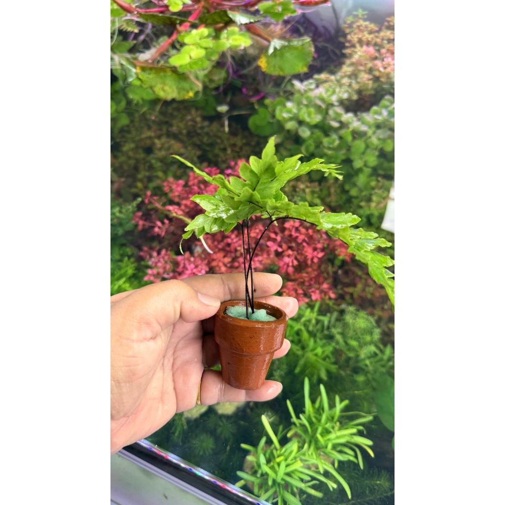 รูปภาพ 3