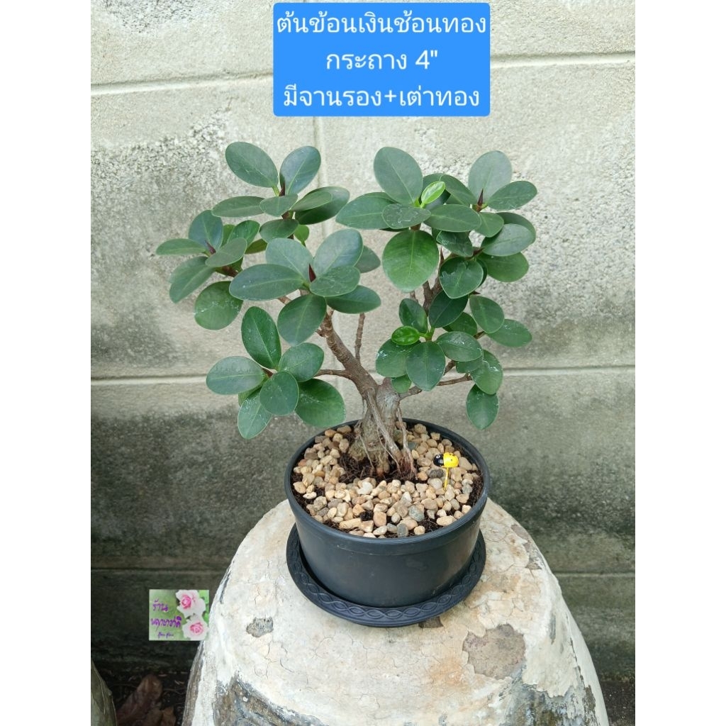 ต้นชัอนเงินช้อนทอง ใบเล็ก Ficus Annulata กระถาง 4 
