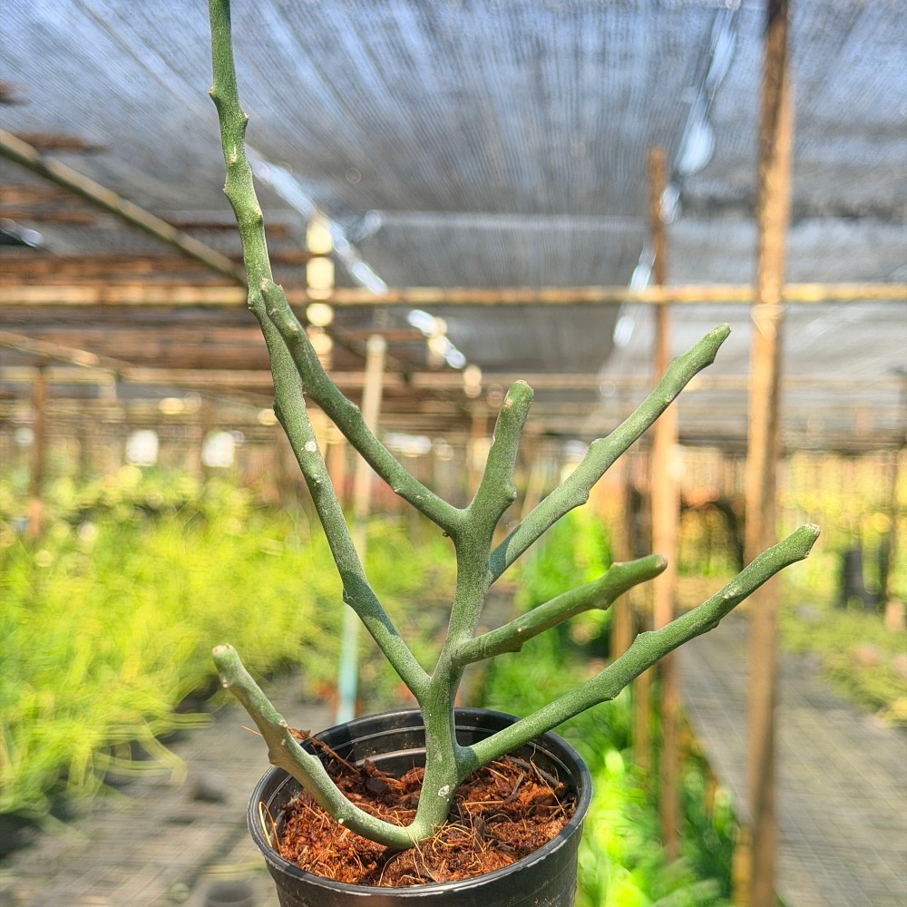 มุมมอง 7