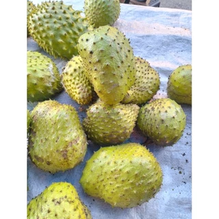 ลูกทุเรียนน้ำ ลูกทุเรียนเทศ ปลอดสารพิษ soursop