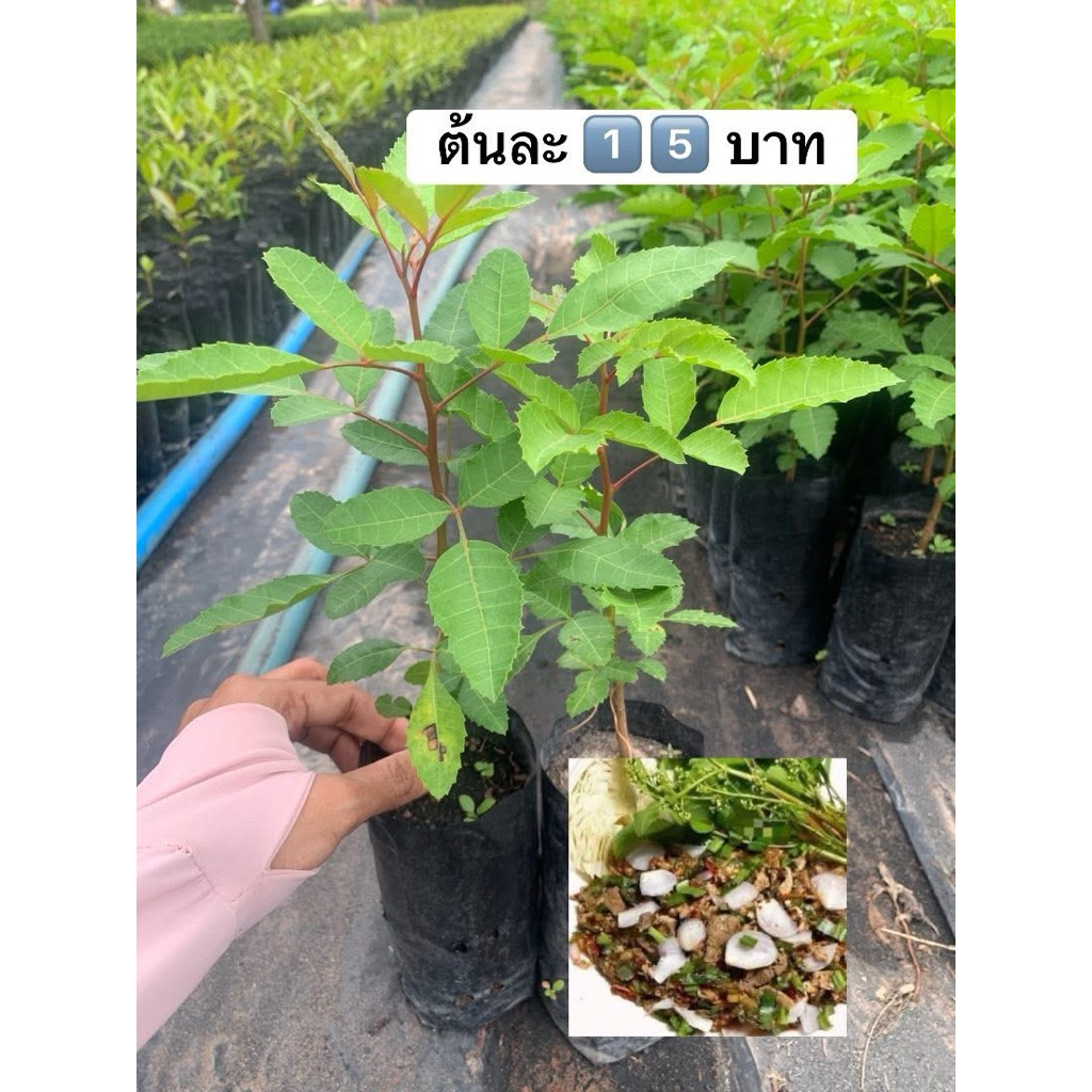 🌱🌱มะตูมแขกหรือมะตูมซาอุ ต้นละ1️⃣5️⃣บาท🌱🌱