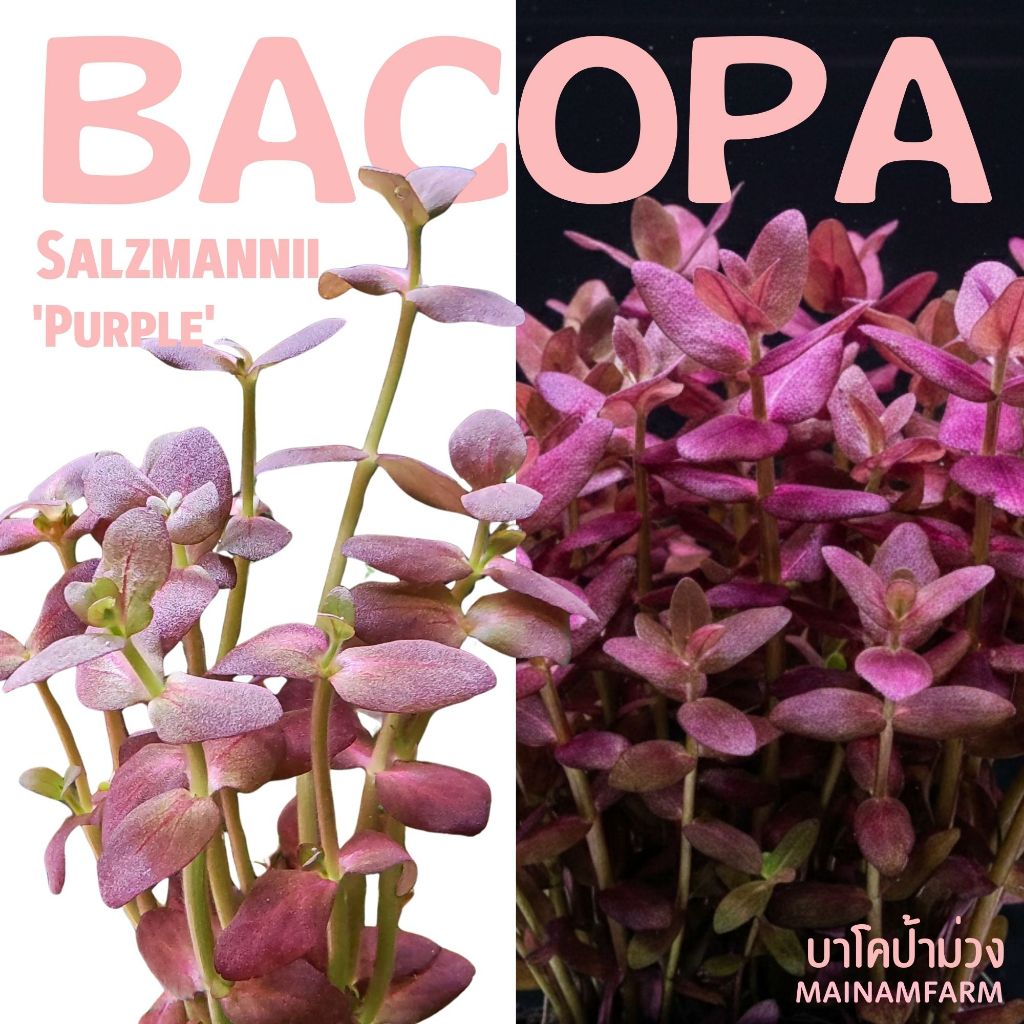 บาโคป้าม่วง (Rare Item) Bacopa Salzmannii 'Purple' ไม้น้ำใบสีม่วงเข้ม ดั่งกำมะหยี่ หายาก น่าสะสม