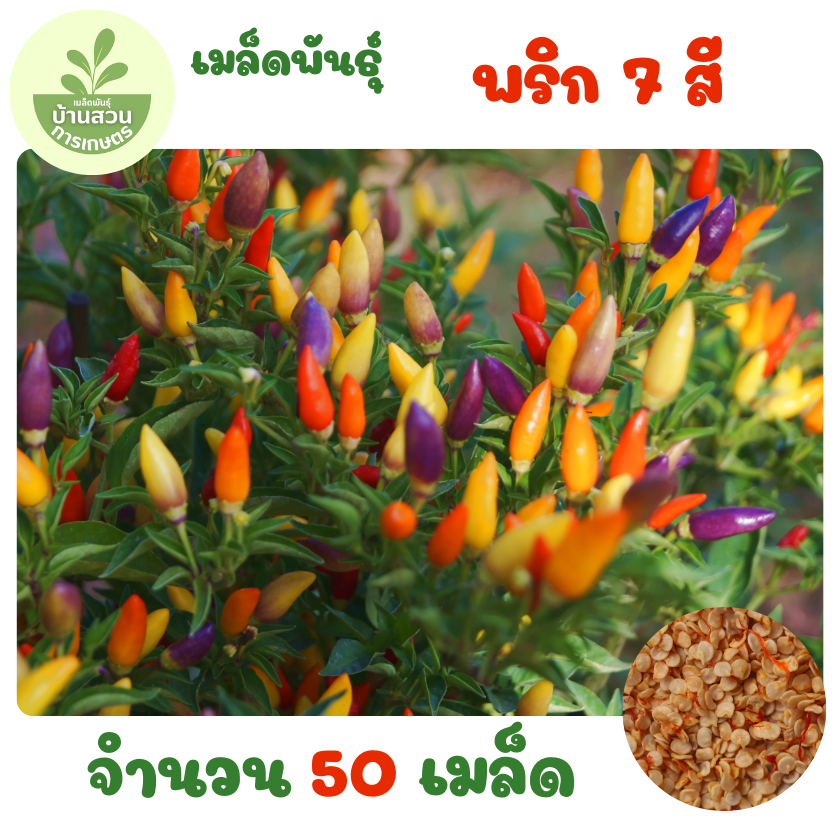 เมล็ดพันธุ์พริก 7 สี จำนวน 50 เมล็ด – โปรปัง