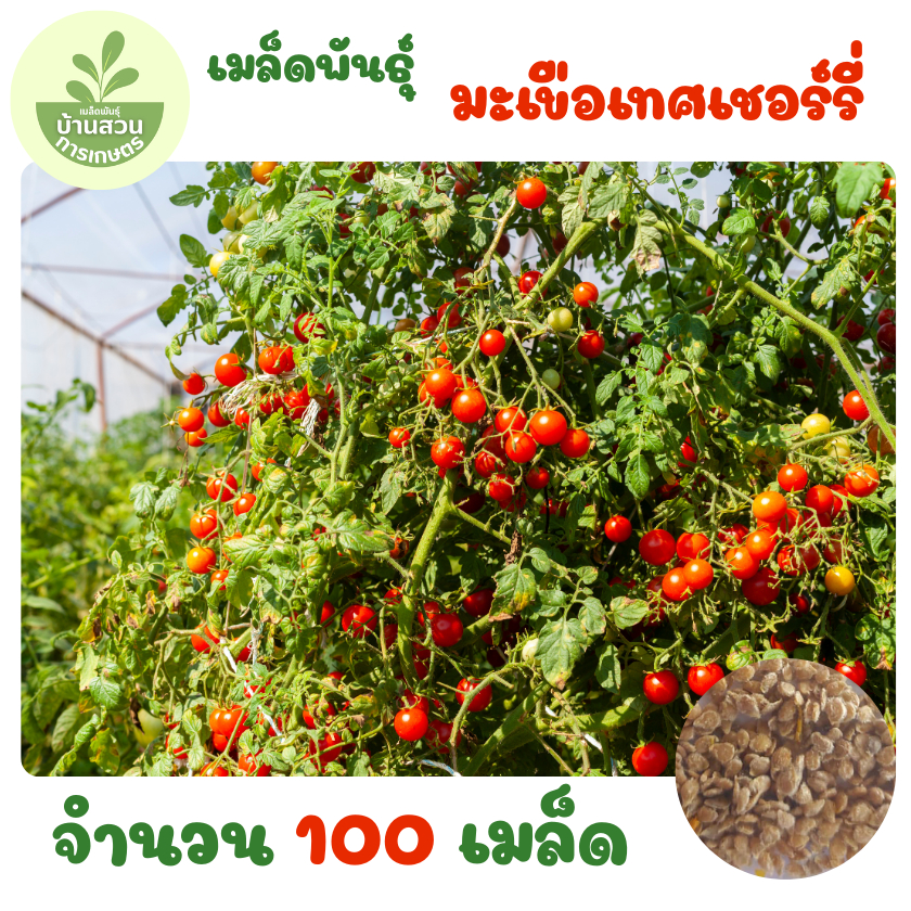 เมล็ดพันธุ์มะเขือเทศเชอร์รี่ จำนวน 100 เมล็ด