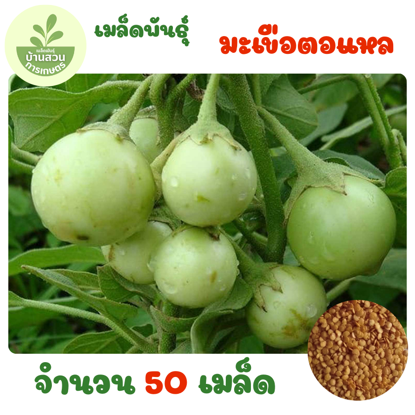 เมล็ดพันธุ์มะเขือตอแหล จำนวน 50 เมล็ด