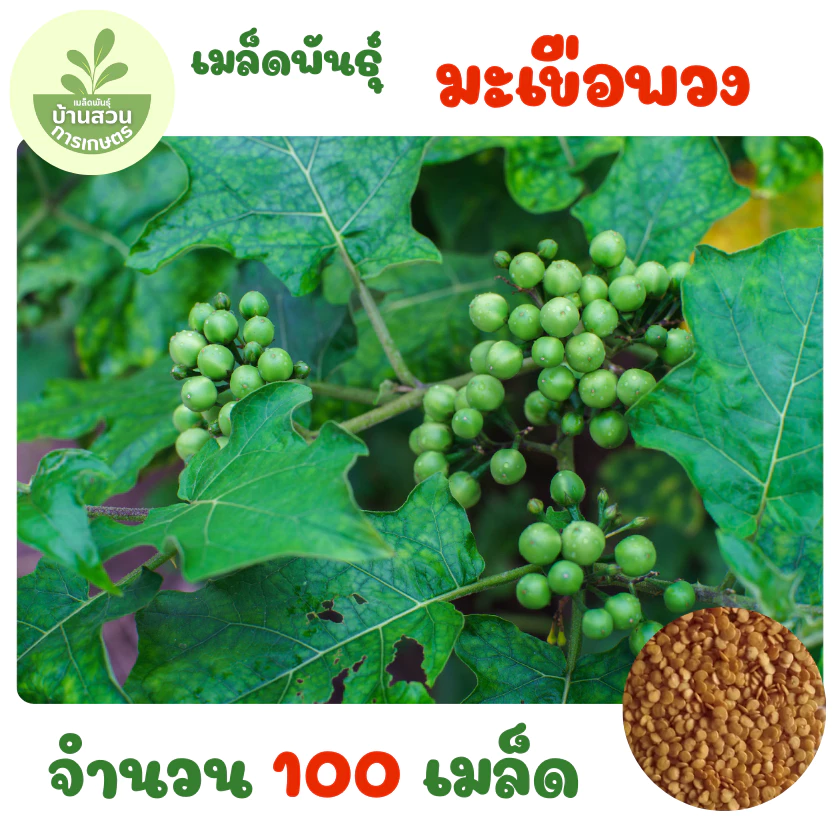 เมล็ดพันธุ์มะเขือพวง จำนวน 100 เมล็ด