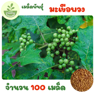 เมล็ดพันธุ์มะเขือพวง จำนวน 100 เมล็ด