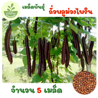 เมล็ดพันธุ์ถั่วพลูม่วงไพลิน จำนวน 5 เมล็ด