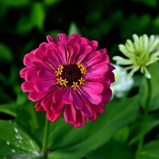 Zinnia Flower Seeds เมล็ดพันธุ์ดอกบานชื่น กลีบซ้อน คละสี 100เมล็ด Zinnia ต้นบานชื่นหลากสี