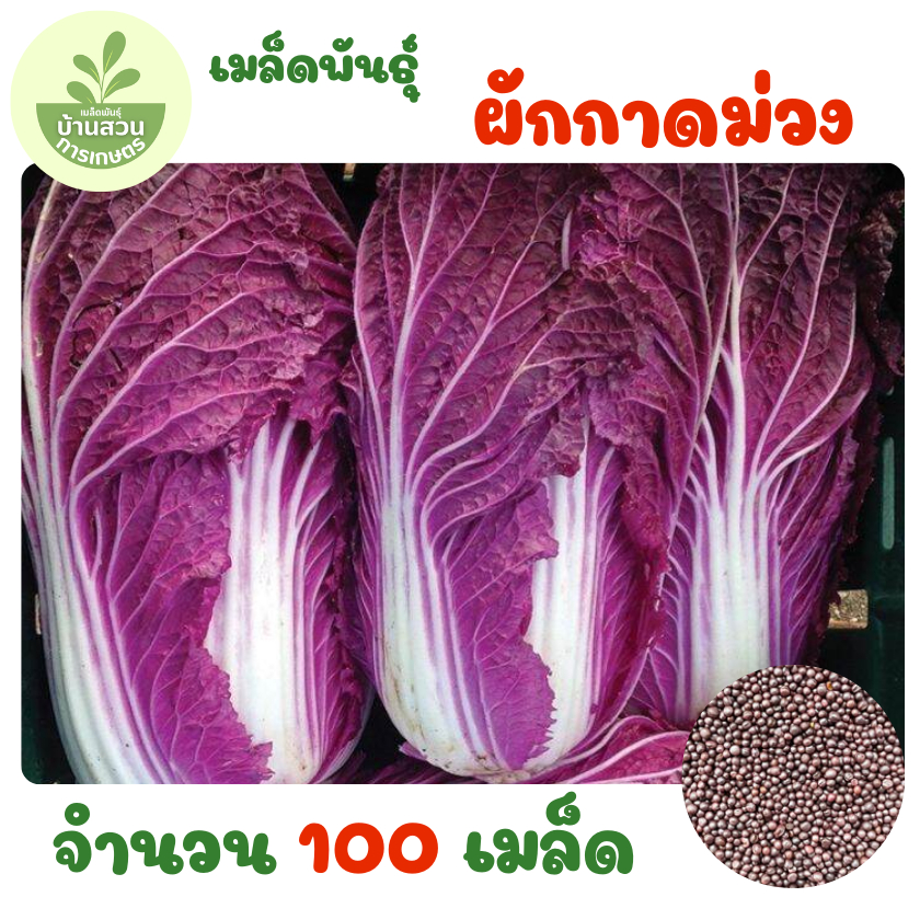 GEMI  2000 เมล็ดพันธุ์ ผักกาดหอม เมล็ดพันธุ์ผักกาดหอมสีม่วง ผักกาดหอมอิตาลี