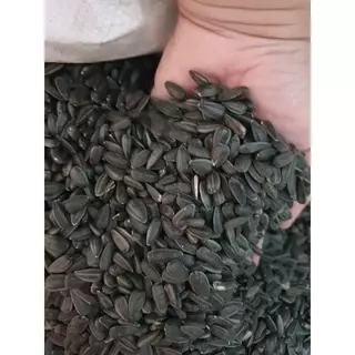 [ZC] ทานตะวันดำ 3J เม็ดเล็ก เกรดA อาหารนกแก้ว และสัตว์ฟันแทะ สะอาด ร่อนฝุ่น 40g