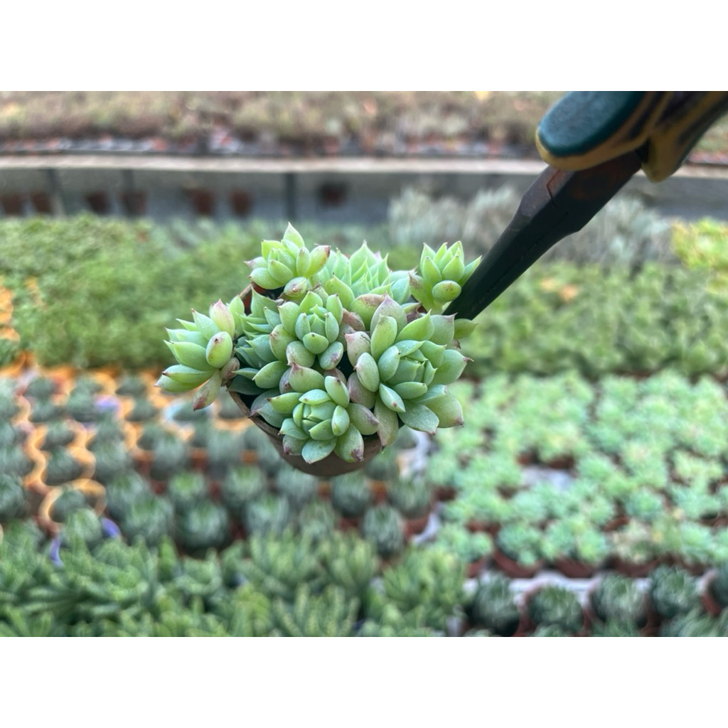 กุหลาบหิน ราชินี  Echeveria liter rose