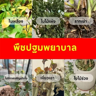 【GreenThumb】ปุ๋ยบัวบาน 250g -ปุ๋ย ยืดระยะเวลาออกดอกบัว กระตุ้นการออกดอก เพิ่มจำนวนและคุณภาพของดอก ใช้ได้กับพืชน้ำ