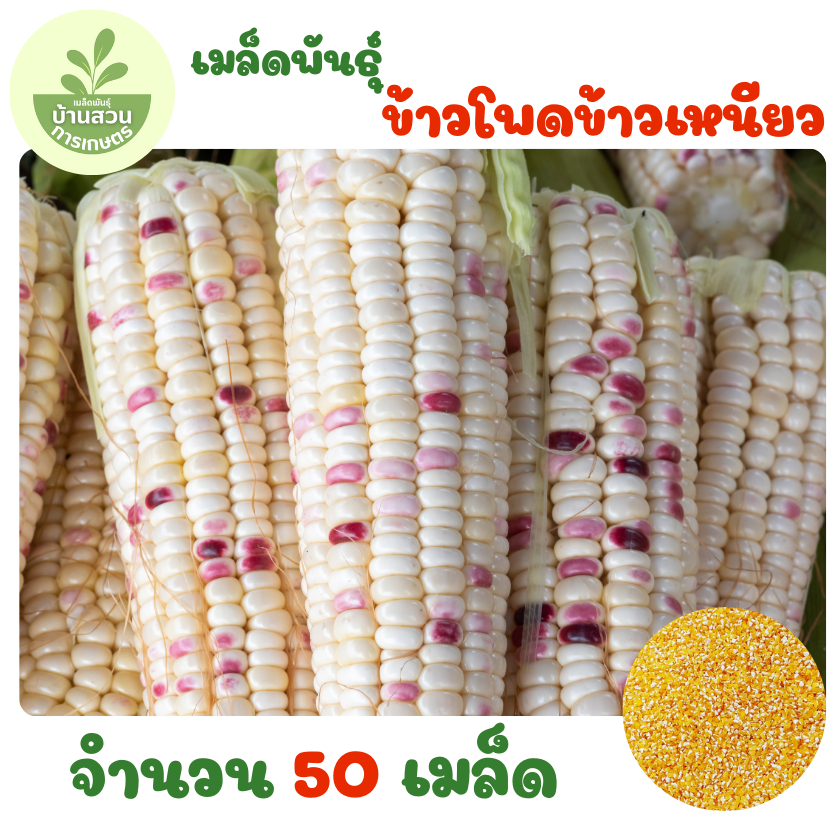 เมล็ดพันธุ์ข้าวโพดข้าวเหนียว จำนวน 50 เมล็ด