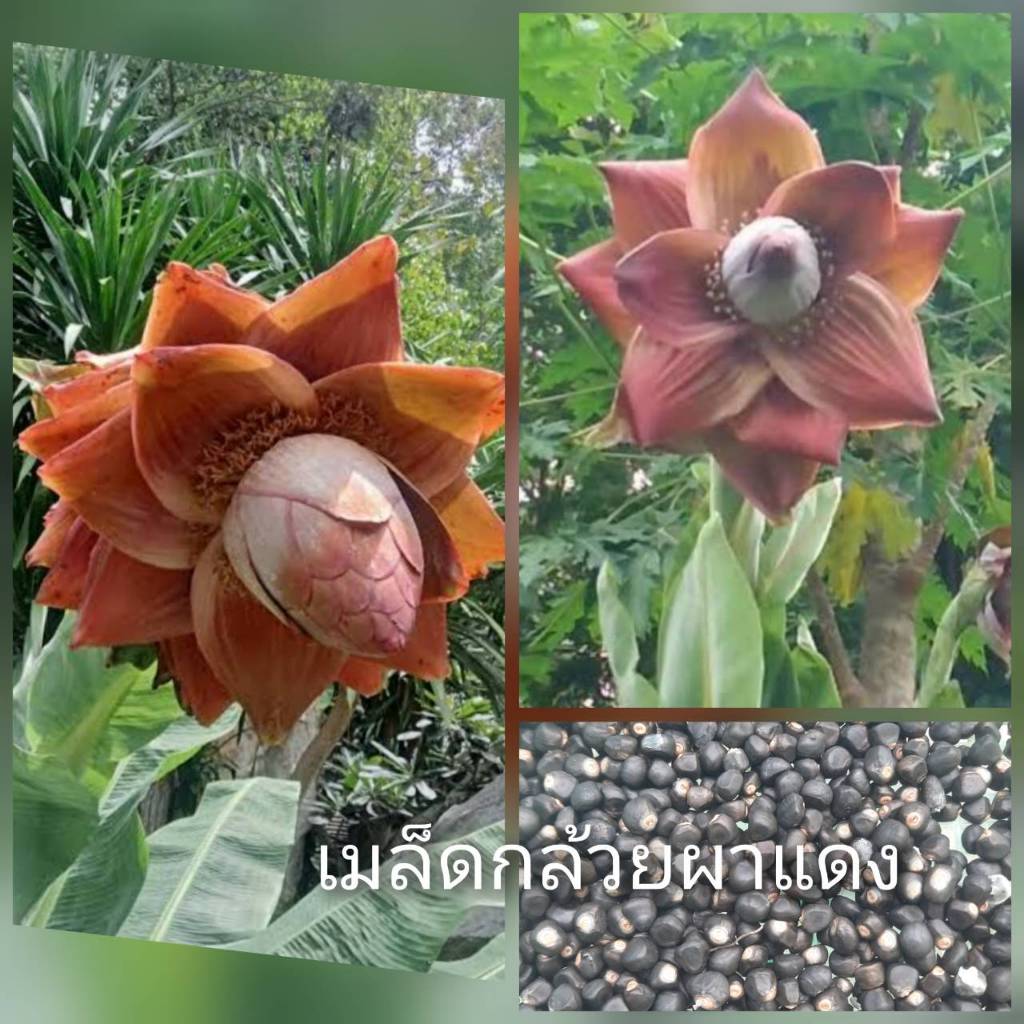 เมล็ดพันธุ์ กล้วยผาแดง 10 เมล็ด กล้วยป่า กล้วยผา กล้วยหายาก ไม้ประดับ เมล็ดพันธุ์แท้
