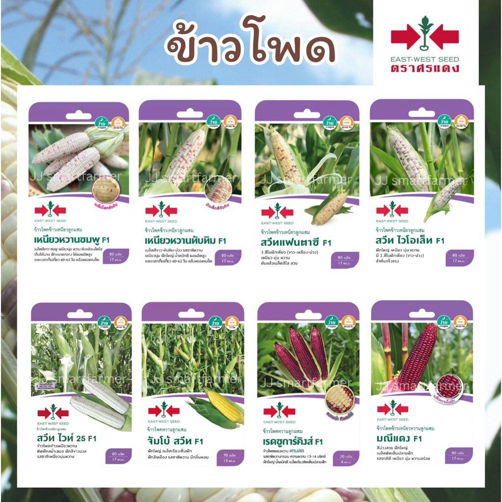 เมล็ดข้าวโพดข้าวเหนียว,ข้าวโพดหวาน ตราศรแดง🌽หวานชมพู,หวานทับทิม,สวีทแฟนตาซี,สวีทไวโอเล็ท,สวีทไวท์25,จัมโบ้สวีท,มณีแดง
