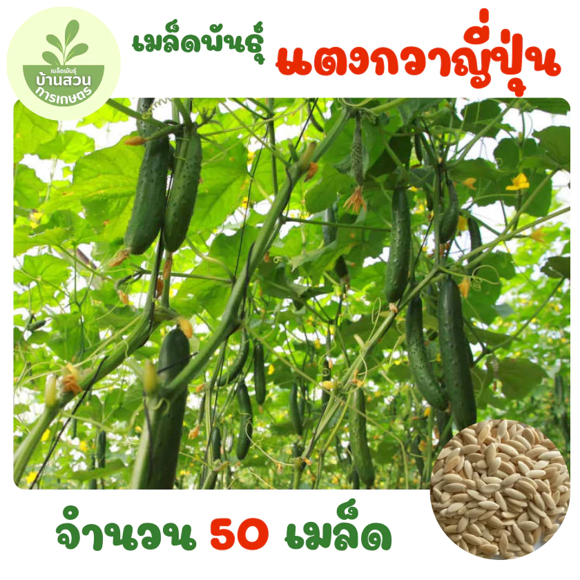 เมล็ดพันธุ์แตงกวาญี่ปุ่น จำนวน 50 เมล็ด