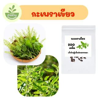 เมล็ดพันธุ์กะเพราเขียว จำนวน 200 เมล็ด
