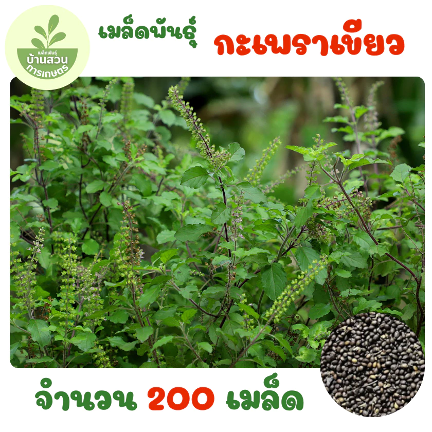 เมล็ดพันธุ์กะเพราเขียว จำนวน 200 เมล็ด