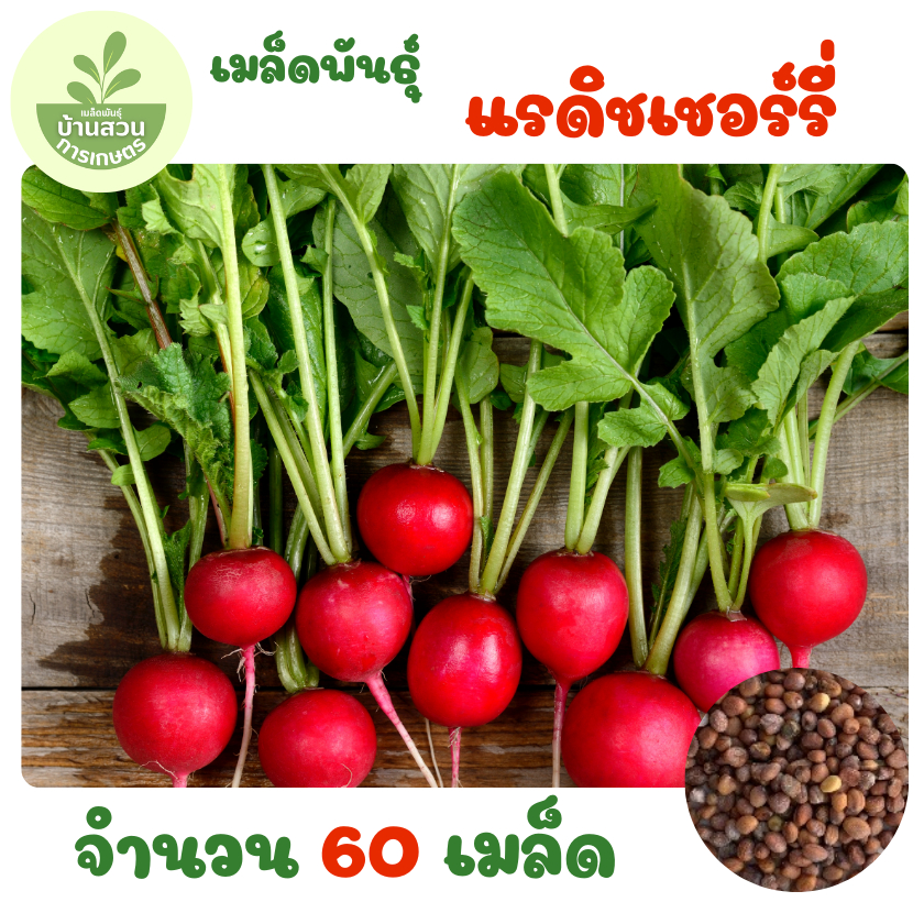 เมล็ดพันธุ์แรดิชเชอร์รี่ จำนวน 60 เมล็ด