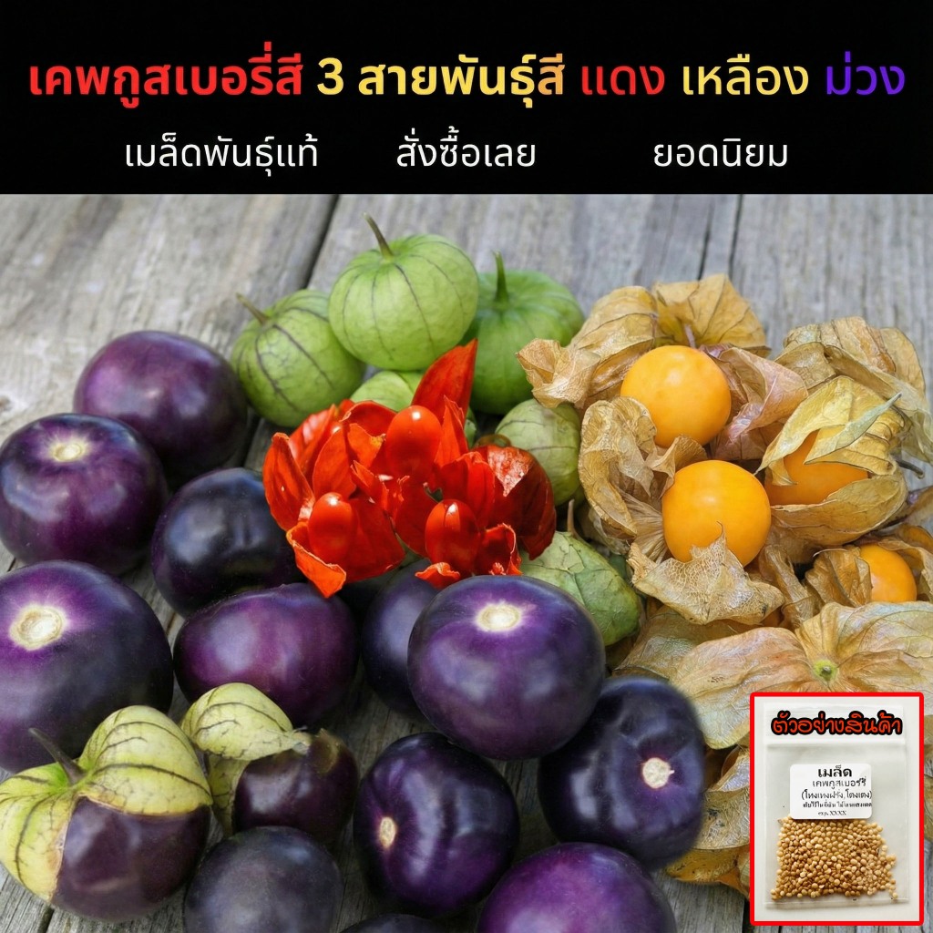 เมล็ดพันธุ์เคพกูสเบอรี่ 3 สายพันธุ์ อินทรีย์ออแกนิค โทงเทงฝรั่ง โตงเตง สีแดง เหลือง ม่วง ปลูกต่อได้ ดูแลง่าย (10แถม1)
