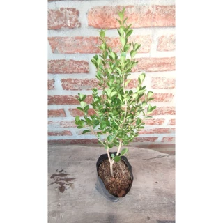 ต้นบ็อกซ์วูด(ใบใหญ่) Boxwood สูง 40-60cm นิยมทำเป็นบอนไซ