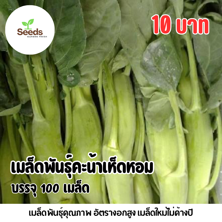 เมล็ดพันธุ์คะน้าเห็ดหอม บรรจุ 100 เมล็ด