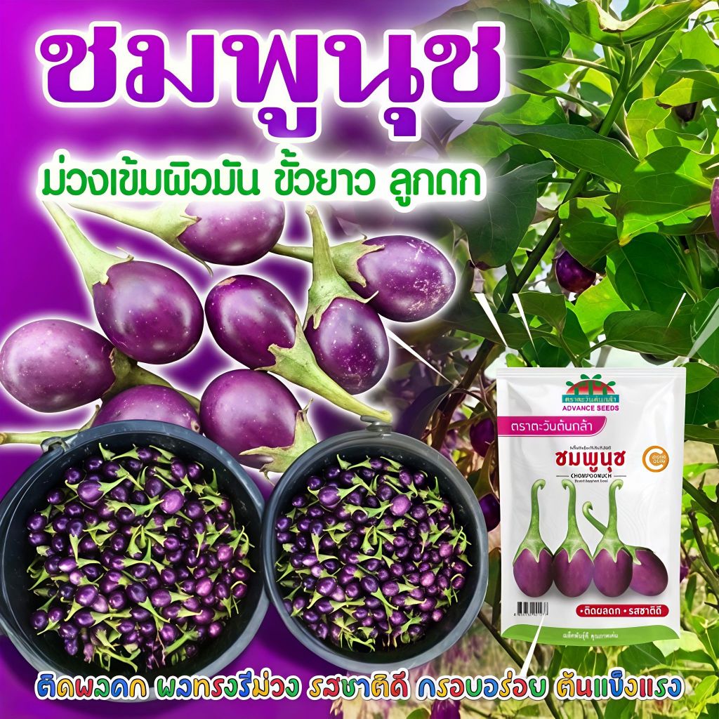 เมล็ดมะเขือเปราะ ชมพูนุช ตราตะวันต้นกล้า ขนาด10กรัม เมล็ดมะเขือไข่เต่าม่วง เมล็ดพันธุ์ผัก