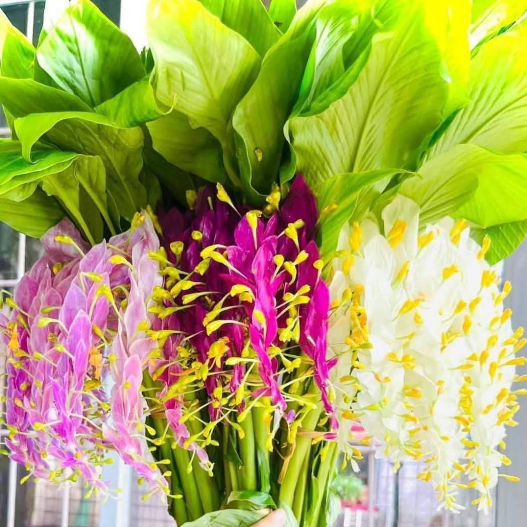 ดอกเข้าพรรษา 1เหง้า 4สี(หัวและต้นถอนส่งติดดอกทั้งปี ดอกช่อใหญ่พันธ์พม่า สายพันธ์หลวง เหง้าเข้าพรรษา หัวพันธ์ดอกเข้าพรรษา