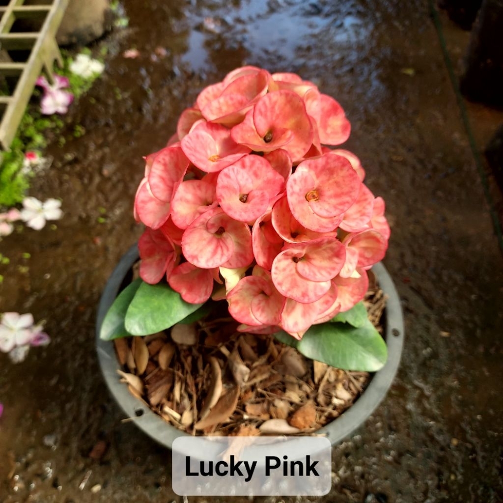 ต้นโป๊ยเซียน ไม้มงคล คัดพันธุ์เด่นๆ - รูปที่ 7