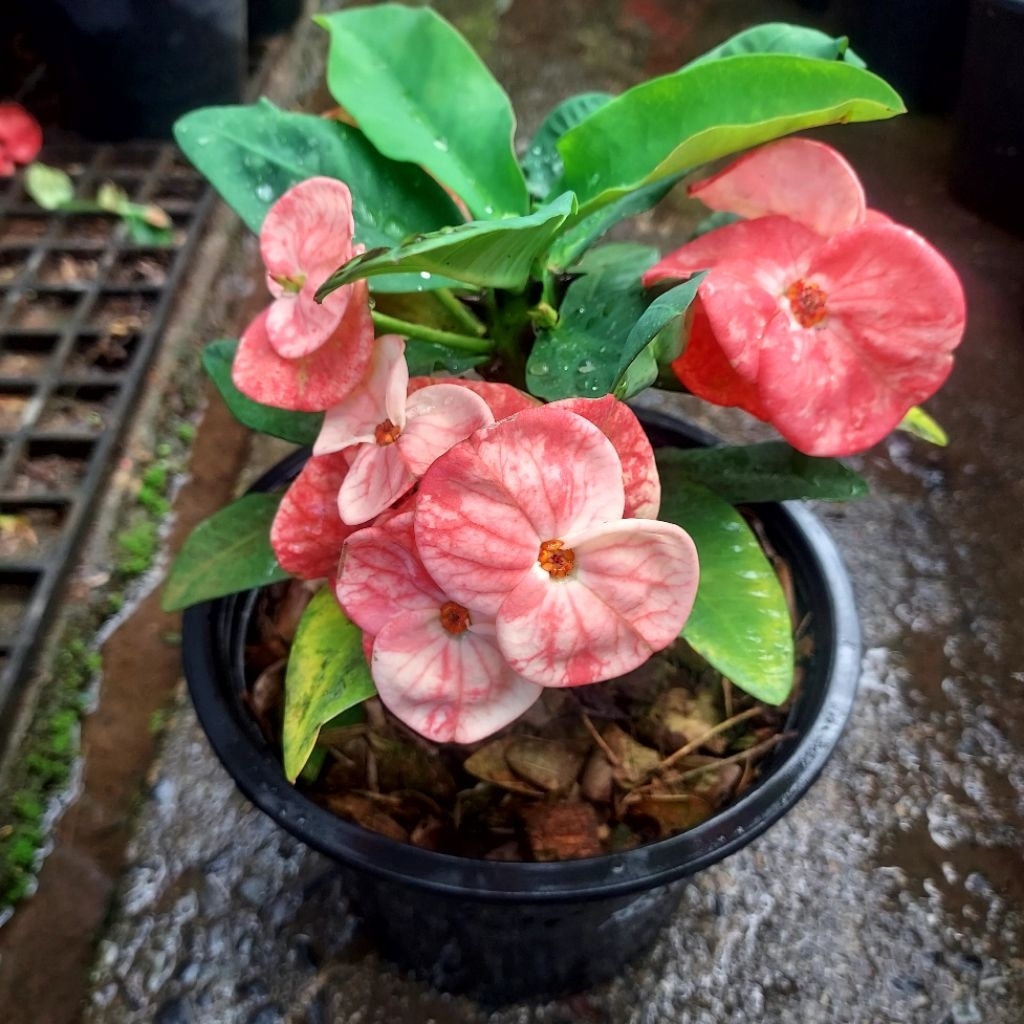 ต้นโป๊ยเซียน ไม้มงคล คัดพันธุ์เด่นๆ - รูปที่ 2