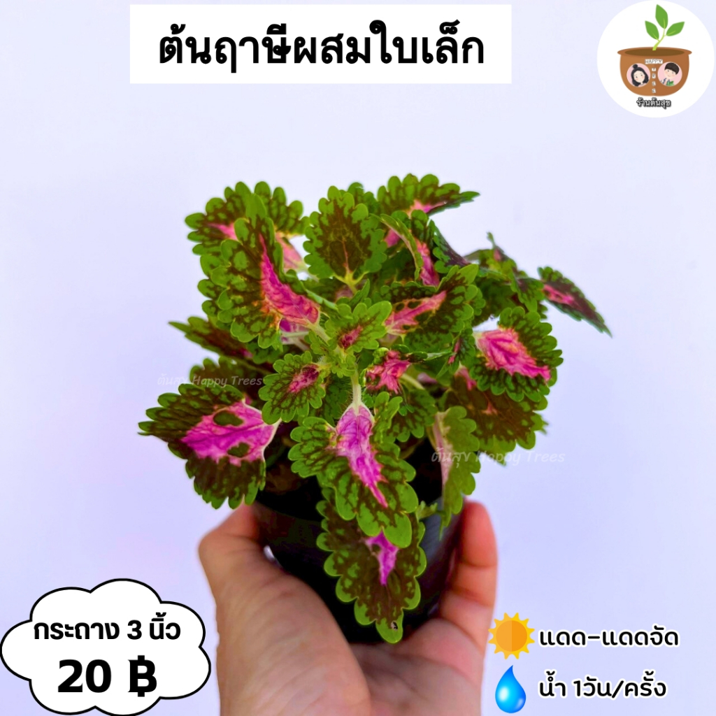 ้ต้นฤาษีผสม จัดส่งที่ 2 ต้นขึ้นไป คละแบบได้