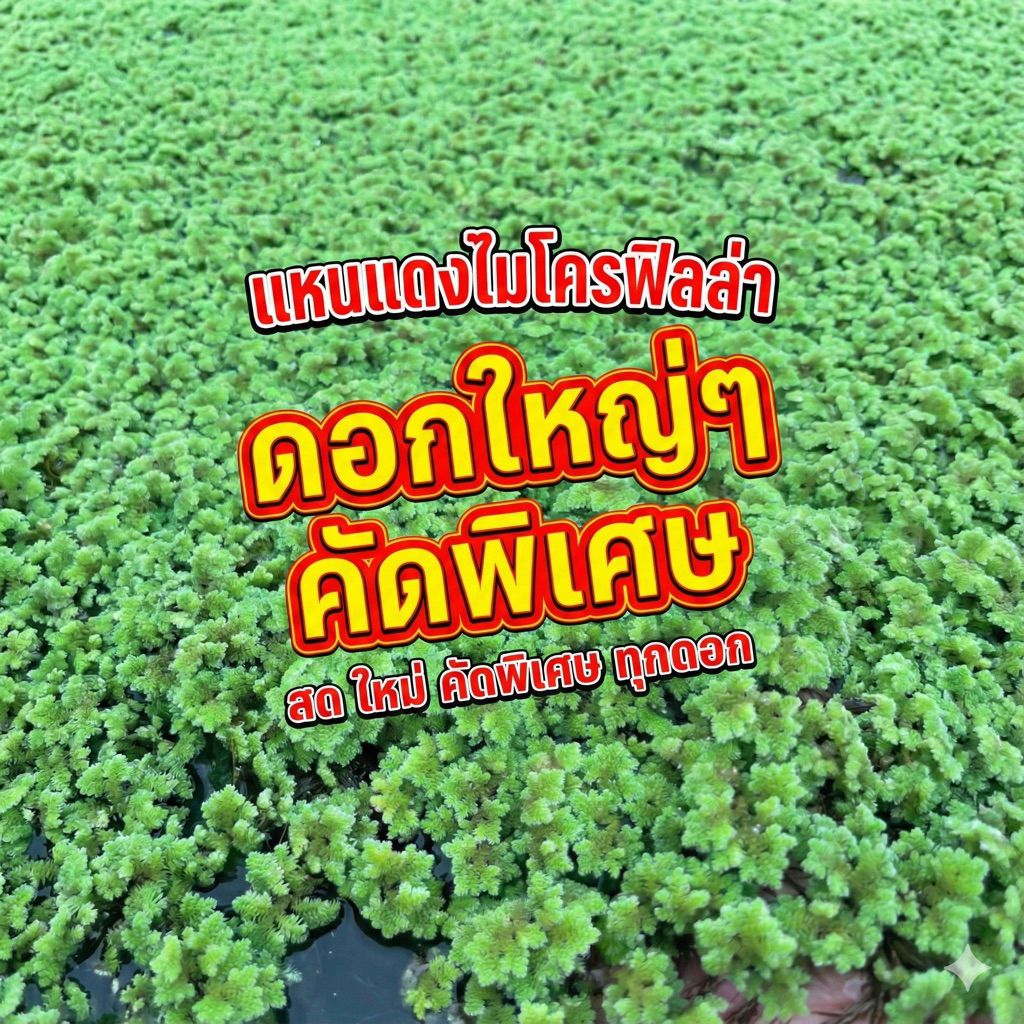 แหนแดงสายพันธุ์อะซอลล่าไมโครฟิลล่า (Azolla microphylla) คัดพิเศษ ดอกใหญ่ๆ